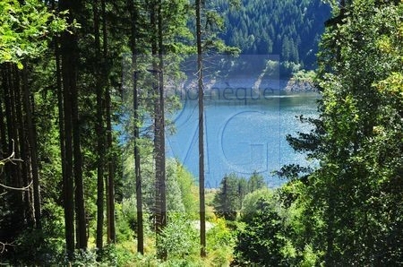Lac Noir (Haut Rhin)