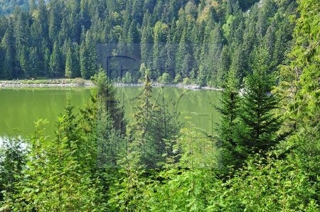 Lac Vert (Haut Rhin)