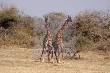 Serengeti (Tanzanie)