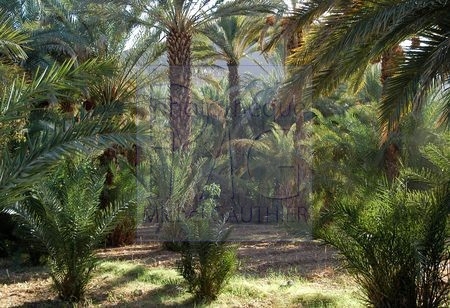 Vallée du Drâa (Maroc)
