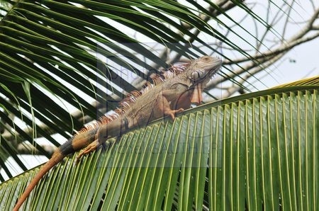 Guanacasté (Costa Rica)