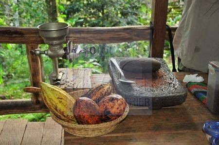 Culture du chocolat (Costa Rica)