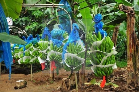 Culture des bananes (Costa Rica)