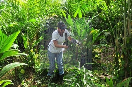 Culture des palmiers à coeur (Costa Rica)