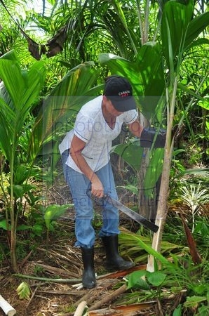 Culture des palmiers à coeur (Costa Rica)