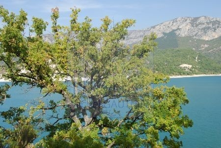 Lac de Castillon (Alpes de Haute Provence)