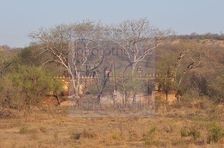 Ranthambore (Inde)