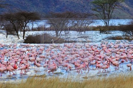 Lac Bogoria (Kenya)