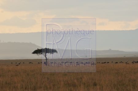 Masaï Mara (Kenya)