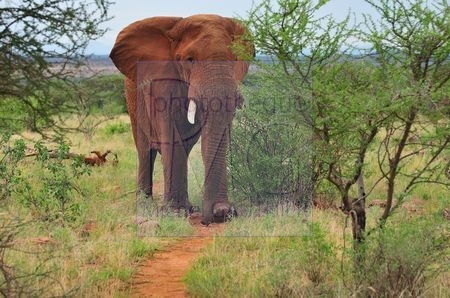 Le parc de Samburu (Kenya)