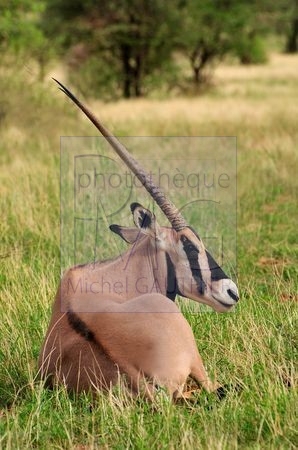 Le parc de Samburu (Kenya)