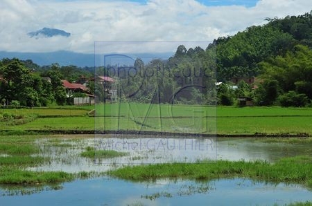 Pays Toraja (Sulawesi)