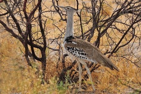 Etosha (Namibie)
