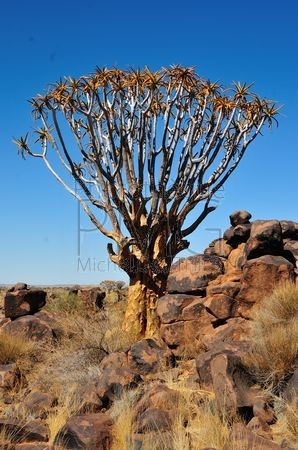 Forêt de Kokerbaum (Namibie)