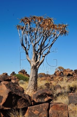 Forêt de Kokerbaum (Namibie)