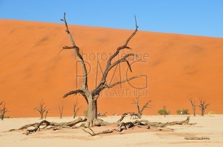 Les dunes de Sossusvlei (Namibie)