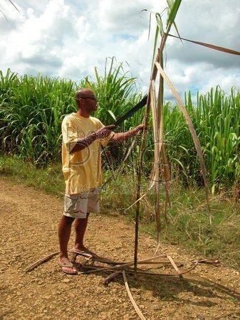 Culture de Canne  à sucre (Basse Terre-Guadeloupe)