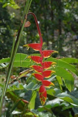 Parc floral de Vallombreuse (Basse Terre - Guadeloupe)