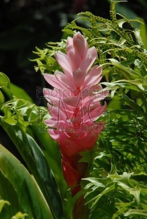 Parc floral de Vallombreuse (Basse Terre - Guadeloupe)