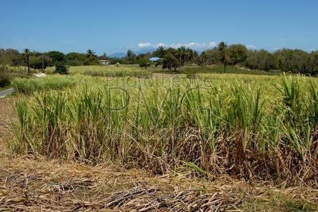 Culture de la canne à sucre (Marie Galante - Guadeloupe)
