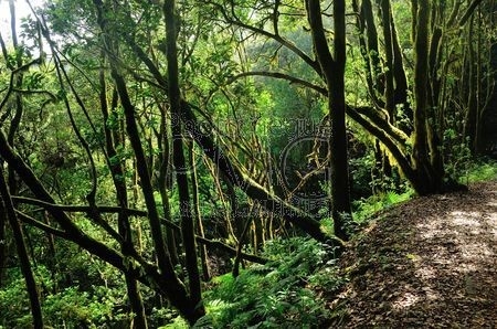 Bosque del Cedro (La Gomera)