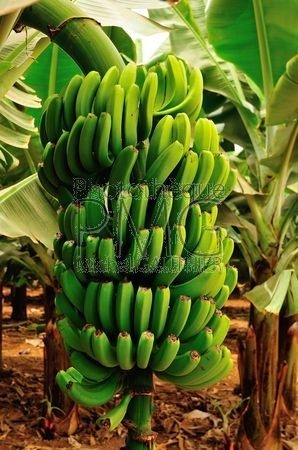 Bananeraie (Tenerife)