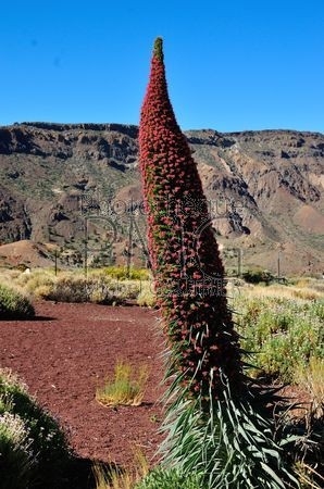 Le Teide (Tenerife)