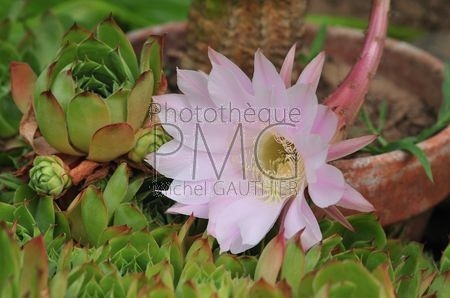 Fleur de cactus