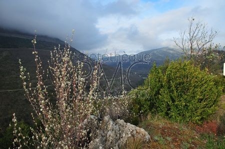 Col de la Faye (Alpes Maritimes)
