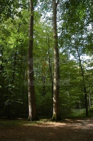 Forêt de Bercé (Sarthe)