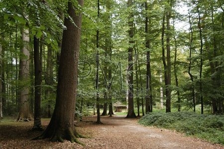 Forêt de Bercé (Sarthe)
