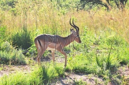 Parc Kruger (Afrique du sud)