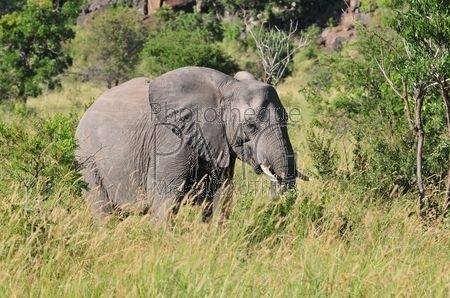 Parc Kruger (Afrique du sud)