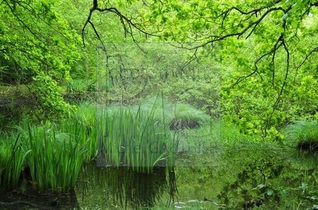Forêt d'Orléans (Loiret)