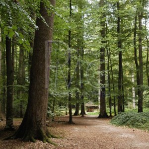Forêt de Bercé