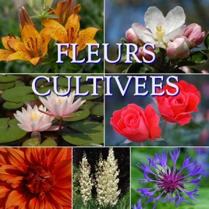FLEURS CULTIVEES