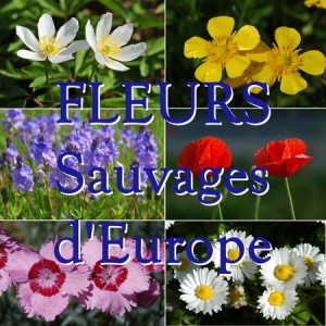 FLEURS SAUVAGES D'EUROPE