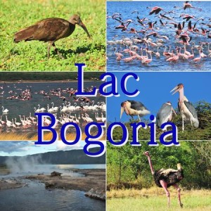 Lac Bogoria