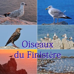 Oiseaux du Finistère